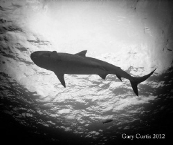 Dark Shadow of the Shark.
A beautiful Tiger Shark swimmi... by Gary Curtis 